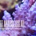 New Trace Elements To Hit The Market